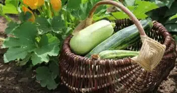 Comment éviter l'amertume des courgettes fraîchement cueillies