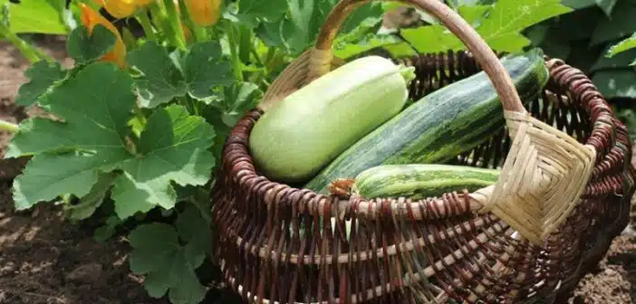 Comment éviter l'amertume des courgettes fraîchement cueillies