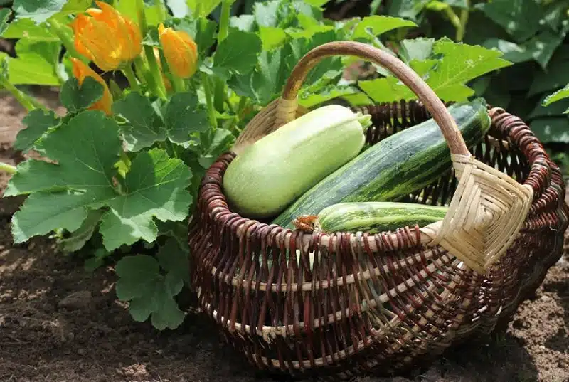 Comment éviter l'amertume des courgettes fraîchement cueillies