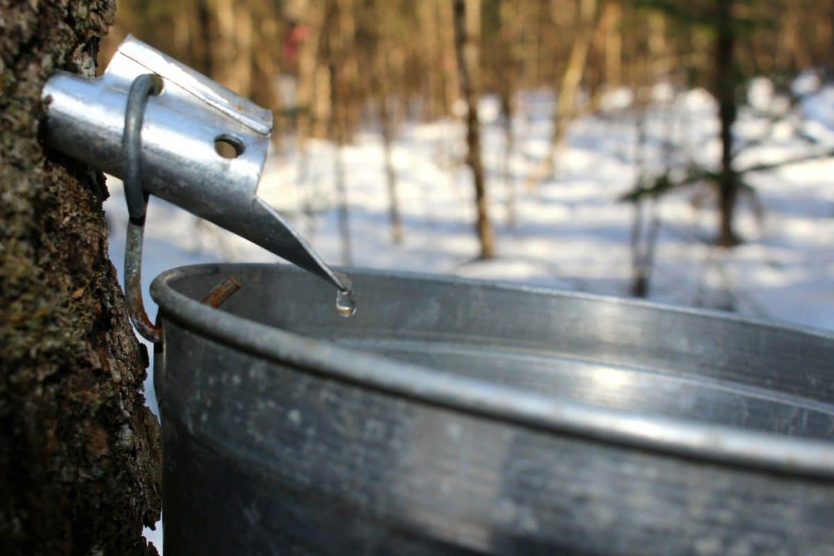 sirop d'érable